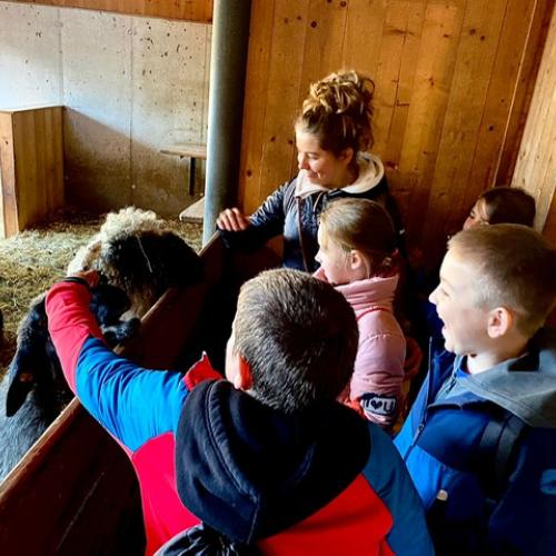 Kinder und Lehrerin streicheln Schafe