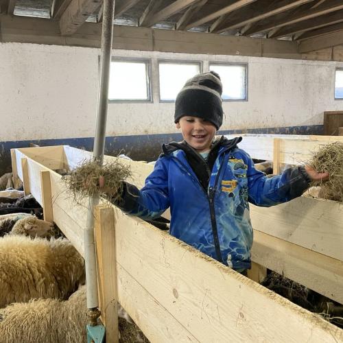 Ein Kind füttert die Schafe