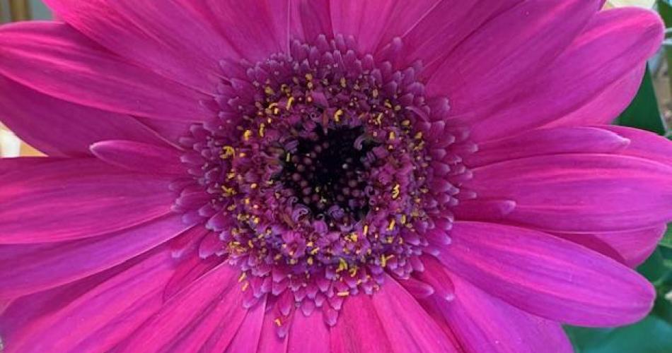pinke Gerbera