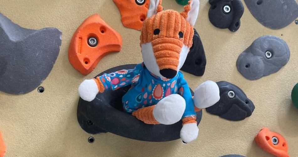Ein Stofftier-Fuchs sitzt zwischen den Griffen einer Kletterwand und blickt in die Kamera.