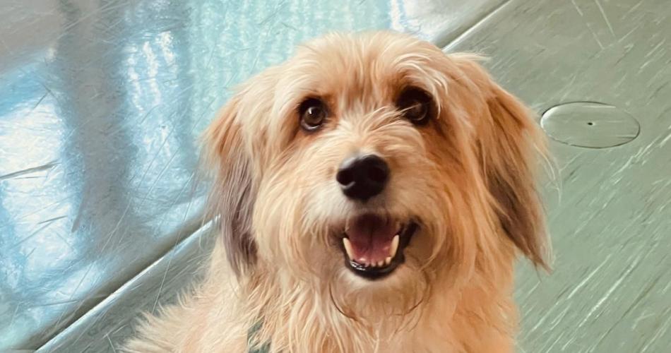 Der Therapiehund blickt direkt freundlich in die Kamera
