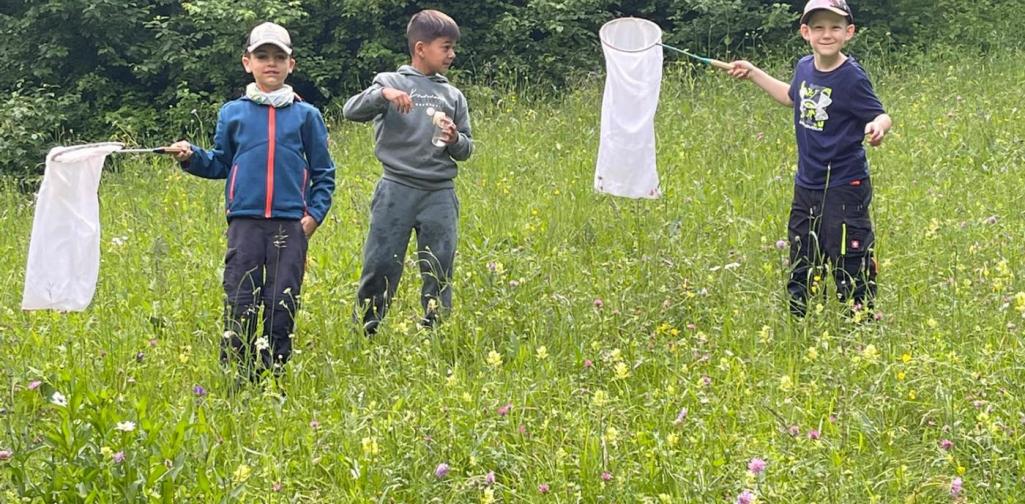 VS Amras Kinder untersuchen mit Keschern eine blühende Wiese und sammeln Beobachtungen zur Tier- und Pflanzenwelt.